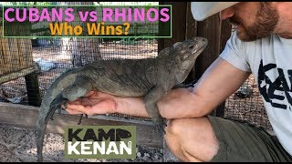 Do Rhino or Cuban Rock Iguanas make better pets [upl. by Hgielrebma]