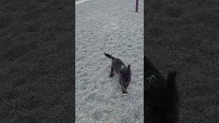 ZOOMIES AT THE PLAYGROUND shorts aussiedoodle poodle zoomies doodle puppy [upl. by Portwin]