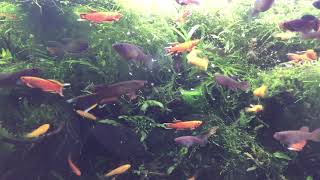 KILLIFISH TANK [upl. by Wohlert]