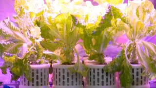 Newgeneration farming device provides taikonauts with fresh vegetables [upl. by Eanad]