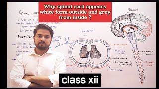 Why spinal cord appears white from outside and grey from inside [upl. by Aerbua]