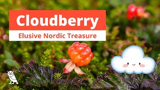 What are Cloudberries  Fruits You Probably Never Heard Of  Ep 13 [upl. by Adriell861]