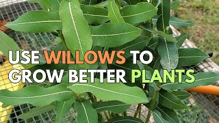 My favorite USES for WILLOWS in the Garden [upl. by Acimaj]