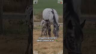 🔴 Caballos Appaloosa 🔴 [upl. by Ibed]