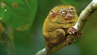 Tarsier Monkey [upl. by Eltsyrc]