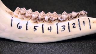 Whitetailed Deer Jawbone Aging Part 1  Tooth Replacement [upl. by Iarised]