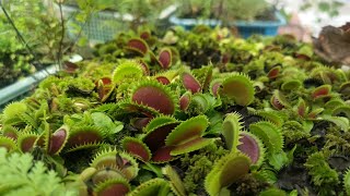 Venus fly trap Repotting Maintenence and Propagation Tagalog [upl. by Nosinned261]