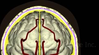 Anatomy of the brain and meninges video  Animation by Cal Shipley MD [upl. by Anigar]