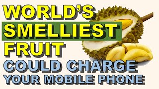 Durian Could Charge Your Phone [upl. by Leboff]