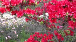 クルメツツジ quot緋の司quotの赤い花 Rhododendron Kurume Group Healing video [upl. by Giacopo]