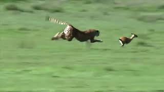 cheetah extreme acceleration and chasing gazelle [upl. by Damales]