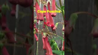 Cape Fuchsia 1  Beautiful Perennial Flowers 🩷 [upl. by Acirederf]