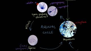 Reproduction in Fungi  Biological Classification  Biology  Khan Academy [upl. by Aremus]