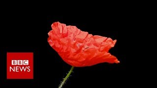 Remembrance Day Why people wear poppies and others dont  BBC News [upl. by Novoj]