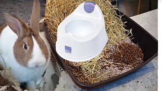 How to Potty Train your Rabbit  Litter Training Tips [upl. by Tenaj614]