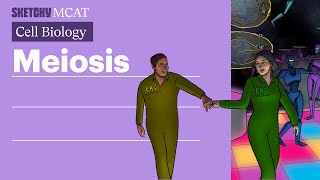 Meiosis Explained Process Stages amp Genetic Diversity Full Lesson  Sketchy MCAT [upl. by Zinah]