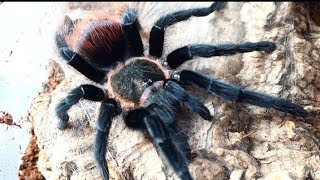 Brachypelma vagans La tarántula de cola roja [upl. by Adnahc]