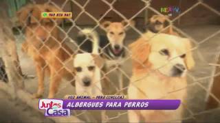 Conoce los albergues para perros [upl. by Renita]