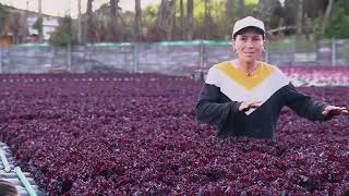 Lechuga morada falbala hidropónica  La Finca de Hoy [upl. by Nahtanod356]