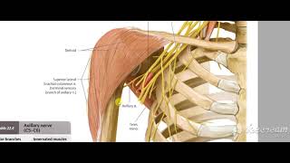 Axillary nerve 3 [upl. by Girvin]