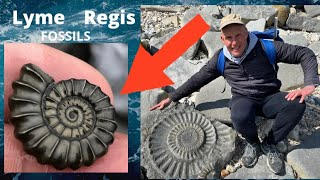 Lyme Regis Fossil Hunting [upl. by Noman]