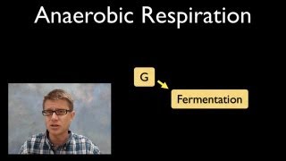 Anaerobic Respiration [upl. by Antoinette]