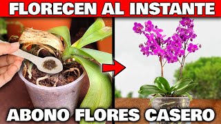 El MEJOR ABONO CASERO para TODAS las FLORES y PLANTAS  Abono Floración ORQUIDEAS CUNA DE MOISÉS [upl. by Trebornhoj]