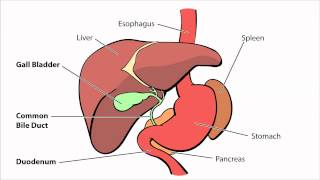 Biliary Atresia  What is Biliary Atresia [upl. by Gathard736]