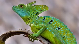 Шлемоносный василиск лат Basiliscus basiliscus [upl. by Naerda]