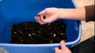 How to Harvest Worm Castings Worm Farming [upl. by Neelie631]