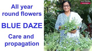 All year round flowers Blue dazeCare and propagation [upl. by Ahtoelc]