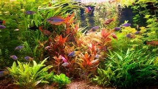 How to Remove Red Algae from Fish Tank  Aquarium Care [upl. by Arihsak236]