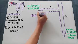 The distal convoluted tubule and collecting duct [upl. by Tteirrah40]