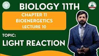 Light Reaction  Grade 11 Biology  LECTURE 10  BIOENERGETICS [upl. by Ailedo]