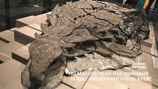 The Best Preserved Dinosaur Fossil Ever Found [upl. by Jakob813]