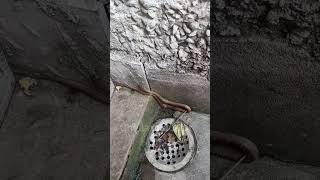 These types of snakes hide in crevices cuddalore neyveli cuddaloredistrict snakeindia chennai [upl. by Theodor]