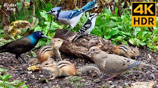 Cat TV for Cats to Watch 😺 Playful Chipmunks Squirrels and Birds Up Close 🐿 8 Hours 4K HDR 60FPS [upl. by Anavoig771]