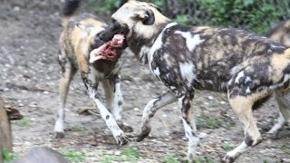 African Painted Dog Pups Feed on Carcass For First Time [upl. by Atikehs487]