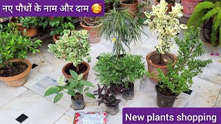 मेरे नए पौधों के नाम और दाम New permanent amp seasonal plants shopping with names [upl. by Htiel]