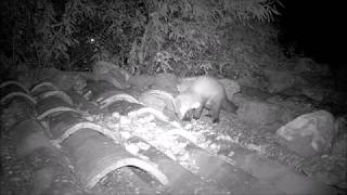 gato ataca a la garduña  Felis silvestris catus ataca a la Martes foina [upl. by Anerul]