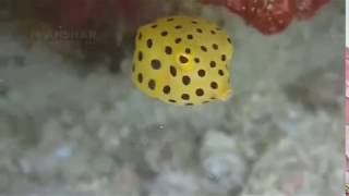 Follow Yellow BoxFish [upl. by Ylrebnik]