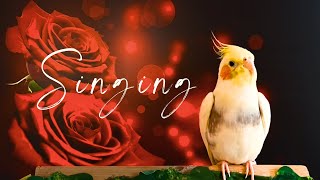 Best way to cockatiel singing training [upl. by Mowbray350]