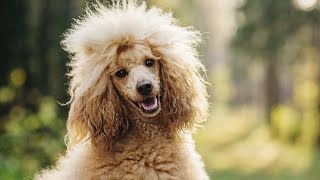 POODLE BARKING  POODLE HOWLING AND BARKING COMPILATION 2016 [upl. by Sisto]