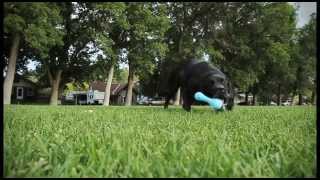 Fun Tough Zogoflex Dog Toys  Updated Video [upl. by Ingrim]