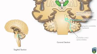 AXON Trigeminocerebellar Pathway Unconscious Proprioception from Face 9 of9 [upl. by Ecirad]