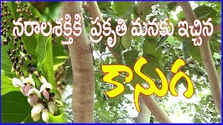 కానుగ చెట్టుప్రకృతి మనకు ఇచ్చిన వరంMillettia pinnata kanuga treeMedicinal Plant Herbal Chitka [upl. by Arihsay994]