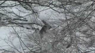 Japanese Macaques Travelling the Snow Mountain ニホンザルの排便と雪山登り [upl. by Nidnal326]