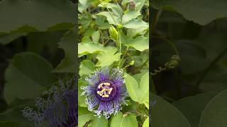 Passion flowers youtubeshorts plantsnursery [upl. by Camarata]