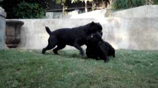 beautiful black cane corso  italian mastiff playing [upl. by Dilan]