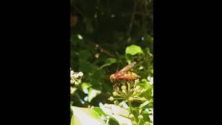 Volucelle zonée  Volucella zonaria normandie faunesauvage insectes syrphe [upl. by Hanover]